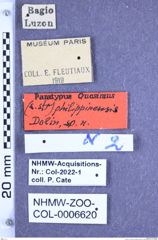 Etiketten zu Quasimus philippinensis (Dolin, 1998) (NHMW-ZOO-COL-0006620)